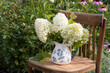 © Alusha - bouquet of hydrangeas paniculata Phantom in a vase in the garden