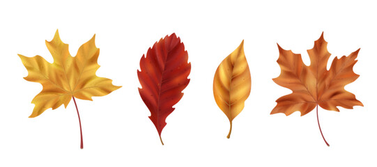 Wall Mural - Realistic maple leaf collection with yellow, orange and red autumn ulmus, ash foliage for seasonal designs. Natural botanical elements, fall colors and detailed textures. Isolated leaves with stems.