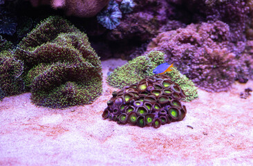 Wall Mural - Purple and green zoanthus in a reef aquarium. 
