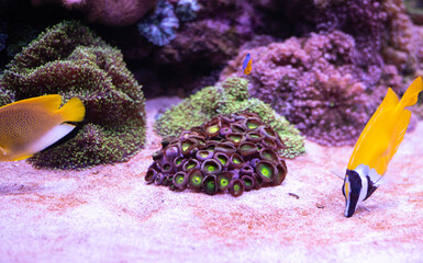 Wall Mural - Purple and green zoanthus in a reef aquarium surrounded by Siganus vulpinus fish. 