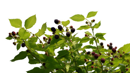 Wall Mural - cluster of ripe blackberries on vibrant bush, ready for picking isolated on white background