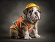 © Oleksandr - Construction Puppy. Bulldog Wearing Construction Hat Isolated on White Background