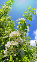 Canvas Print - beautiful branch of a spring fruit tree with beautiful white flowers