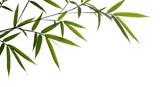Lush green bamboo leaves with water droplets on a white background, transparent background, cutout PNG