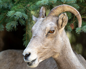 Wall Mural - rocky mountain bighorn (ovis canadensis) ewe, glacier national park, montana
