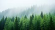 © MdRaselMahmud - Misty evergreen forest on a foggy mountain slope