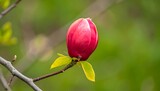 Close-up of a vibrant crimson magnolia bud.