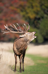 Wall Mural - Red deer stag calling during the rut in autumn