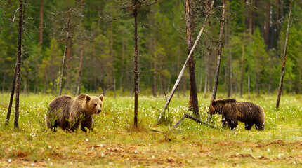 Wall Mural - Eurasian brown bear mother and her cub standing in the forest