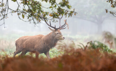 Wall Mural - Majestic red deer stag with large antlers walking through a misty autumn forest