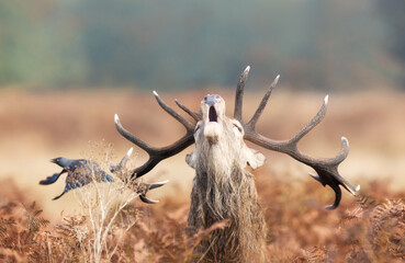 Wall Mural - Portrait of a majestic red deer stag with large antlers calling during the rut in autumn