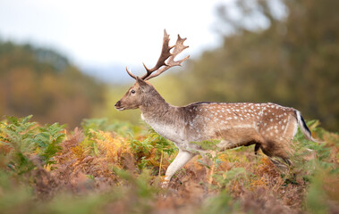 Wall Mural - Fallow deer stag with large antlers walking through a meadow in autumn