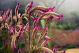 flores amazonicas