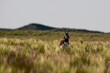 © foto4440 - Male Blackbuck Antelope in Pampas plain environment, La Pampa province, Argentina