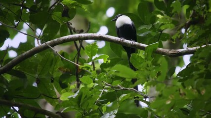 Wall Mural - white-necked myna streptocitta albicollis large long-tailed starling in sturnidae, also called celeb