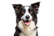 © MSTNAZMUN - Closeup portrait of a happy border collie dog with its mouth open and tongue out, isolated on transparent background