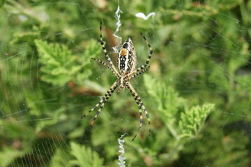 Garden Spider 2