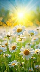 Wall Mural - Sun-kissed Wild Daisies in Spring Meadow