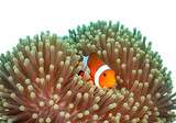 Orange clownfish nestled in a coral anemone isolated on transparent background
