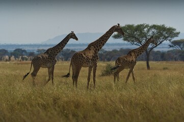 Wall Mural - three giraffes walking in tarangire national park, tanzania, with acacia trees and distant hills