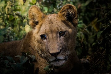Wall Mural - close-up of a young lion in a lush green setting in tarangire national park, tanzania