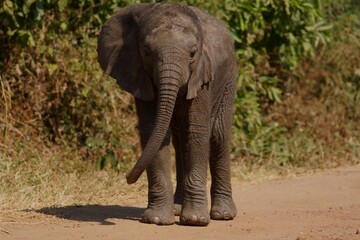 Wall Mural - young elephant walking on a dirt path in a natural habitat in tarangire national park, tanzania
