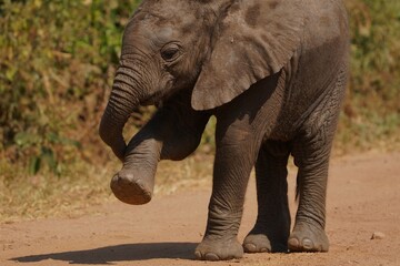 Wall Mural - young elephant playfully lifts its foot on a dusty path in tarangire national park, tanzania