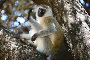 Wall Mural - vervet monkey sits on a tree branch in a forested area, in tarangire national park, tanzania
