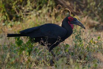 Wall Mural - southern ground hornbill in its natural habitat in tarangire national park, tanzania