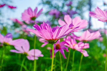 Wall Mural - Beautiful pink cosmos flowers blooming in garden,spring season.