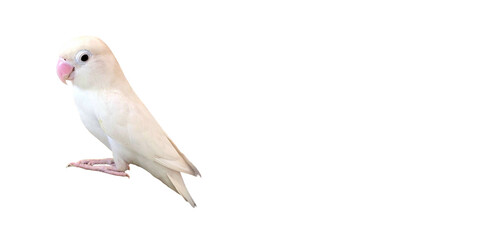 rosy-faced lovebird (agapornis roseicollis) png – colorful parrot element for wildlife, pet, and orn