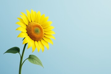 Wall Mural - Bright yellow sunflower with green leaves standing against a pastel blue background with copyspace, light and clean design concept. Ai generative. Ai generative