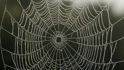 Intricate spider web adorned with dewdrops, capturing natural beauty.