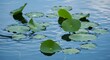 © narumiaegis - Tranquil green lotus leaves gracefully float on the shimmering surface of clear blue water, creating a serene and captivating natural scene that evokes a sense of peace and growth