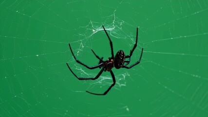 Black Spider Perched On A Silken Web Against A Bright Green Backdrop