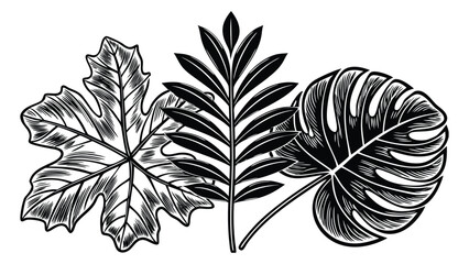 Art of collection of three distinct botanical leaves, including monstera, fern, and maple.