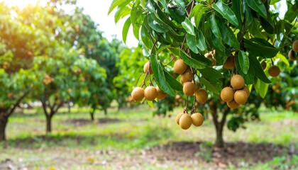 Sapodilla fruits hanging from a tree branch in an orchard, with other trees visible in the background under sunlight.