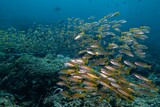 Large school of yellow snapper swim amongst coral reef formations.