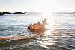 © TrueShot | Westend61 - Happy mature man floating in the sea