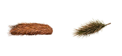 Wall Mural - Two dried palm leaves isolated on a black background, one curved bundle, one pointed frond., cut out transparent
