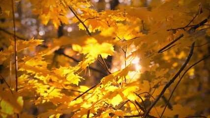sunlight shines through golden maple leaves in a tranquil forest. this picturesque moment captures t