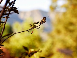 Wall Mural - hummingbird on a branch