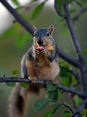 Wall Mural - squirrel eating fruit on a branch