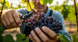 © Tomo - A man harvesting grapes with pruning shears in a vineyard