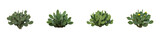 Cactus growth stages desert environment botanical nature plant development. Set PNG