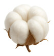 © OMD - Ripe cotton boll with soft, fluffy white fibers.