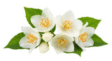 Isolated Jasmine Flowers