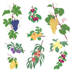 Wall Mural - ripe fruits hanging on branches set