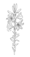 Wall Mural - flowering garden plant lily outline drawing
