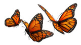 Group of three monarch butterflies flying together, vivid orange tones, isolated on a white background